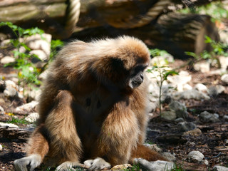 Gibbon