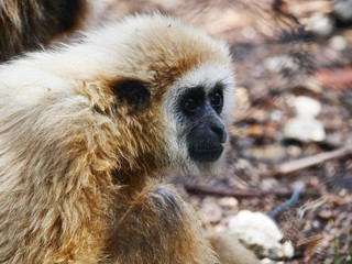 Gibbon