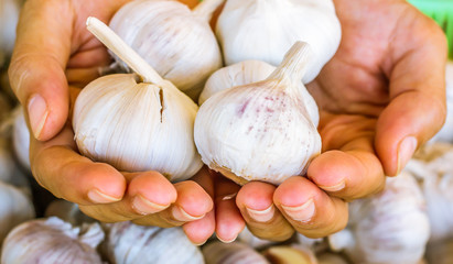 Garlic.Woman hands peeling garlic preparation for cooking in the kitchen on fresh garlic Background