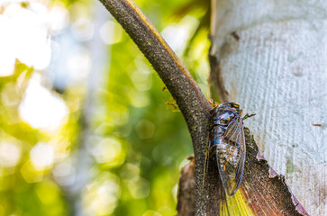 Cicada Bug. Cicada insect. Cicada stick on tree at the park of thailand Tremendous musical abilities of cicada. insect sings beautifully and prefers a warm climate