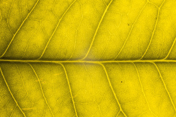 Blur yellow leaf texture for background indicating love for mother nature and pollution free