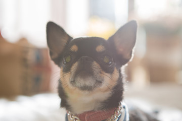Chihuahua on the bed