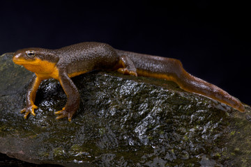 roughskin newt, Taricha granulosa