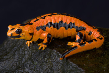 Fire salamander, Salamandra salamandra terrestris 