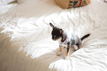 Chihuahua on the bed