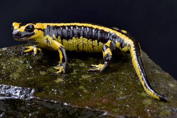 Galician Fire Salamander, Salamandra salamandra bernardezi