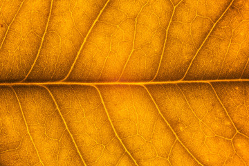 Blur red leaf texture for background indicating love for mother nature and autumn season