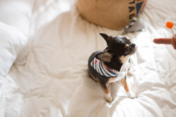 Chihuahua on the bed