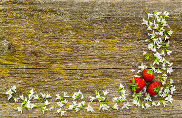 White flowers frame