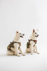 White Shepherd on the White background