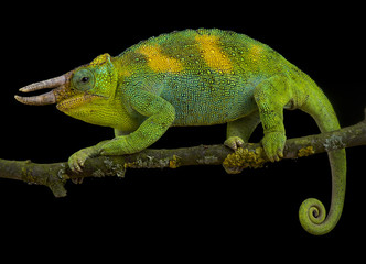 Johnston's chameleon, Trioceros johnstoni