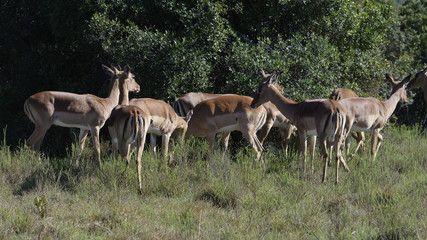 Naklejka na ściany i meble Impala, South Africa