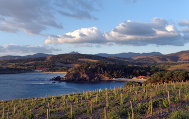 Vignes sur la côte Catalane française © hassan bensliman
