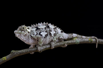 Spiny-flanked Chameleon, Trioceros laterispinis