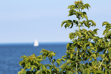 Intense green lake views