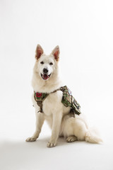 White Shepherd on the White background