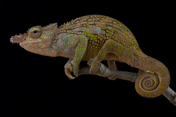 Böhme’s Two-horned Chameleon, Kinyongia boehmei