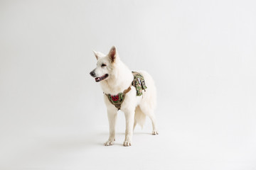 White Shepherd on the White background