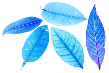 Transparent blue leaves with isolated white background indicating new futuristic technology for text adding commercial