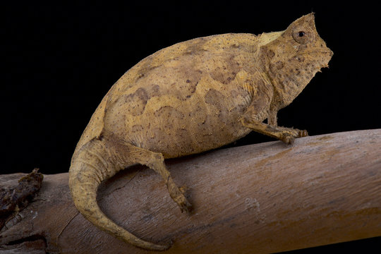 Perinet Leaf Chameleon, Brookesia therezieni