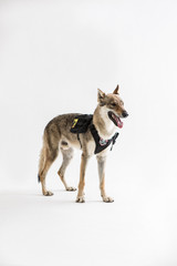 wolf dog on the White background