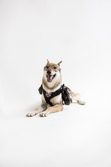 wolf dog on the White background
