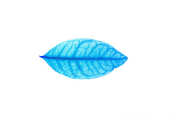 Transparent blue leaves with isolated white background indicating new futuristic technology for text adding commercial
