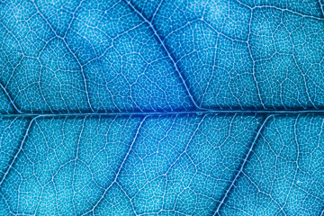 Blur blue leaf texture for background indicating UV pollution and modernization
