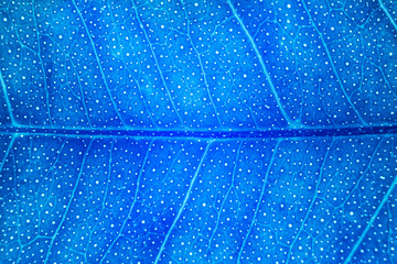 Blur blue leaf texture for background indicating UV pollution and modernization