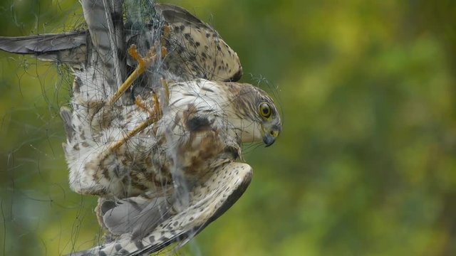 Bird trapped in net,struggling to die in green forest like fail loser.Shaking leaves of tree canopy in wind.destruction of ecological balance.