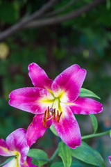 Beautiful lily flower