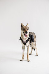 wolf dog on the White background