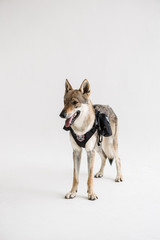 wolf dog on the White background
