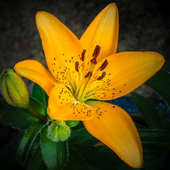 Yellow Flower on white