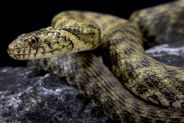 Dice snake, Natrix tessellata