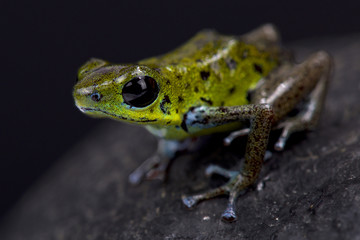 Green strawberry dart frog, Oophaga pumilio 