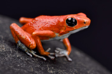 Strawberry dart frog, Oophaga pumilio 
