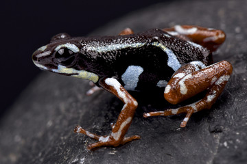 Strawberry dart frog, Oophaga pumilio 