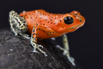Strawberry dart frog, Oophaga pumilio 