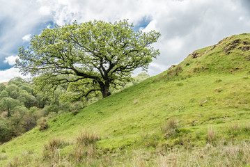 Beautiful oak tree growing on a hill in Scotland