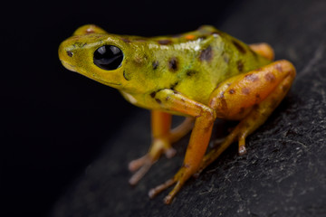 Strawberry dart frog, Oophaga pumilio 