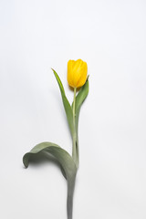 Yellow Flower on white