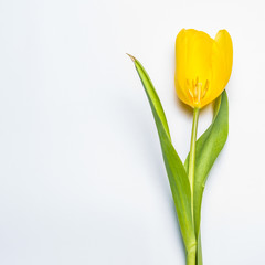 Yellow Flower on white