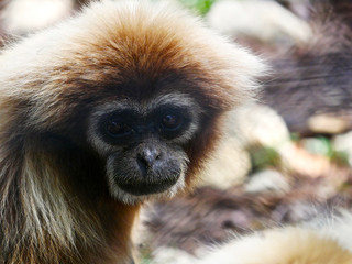 Gibbon