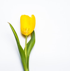 Yellow Flower on white