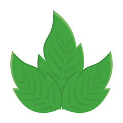 leaves icon over white background colorful design vector illustration