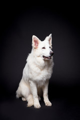 Fototapeta premium White Shepherd on the black background