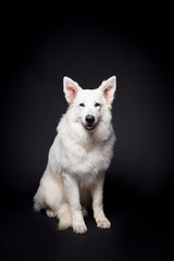 White Shepherd on the black background