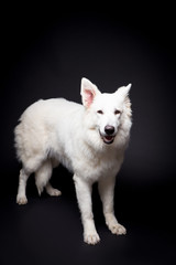 Obraz premium White Shepherd on the black background