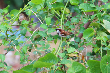 sparrow
